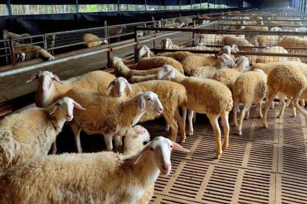 小型养羊场常见问题
