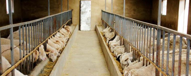 小型养羊场常见问题，常见问题需特别注意