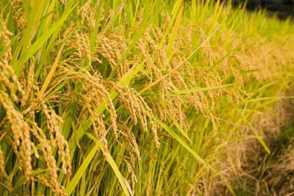 稻谷种植时间和方法
