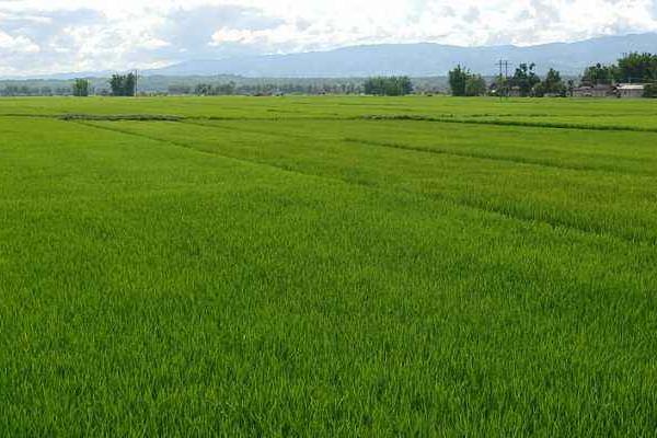 稻谷种植时间和方法