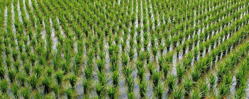 稻谷种植时间和方法，病害怎么防治