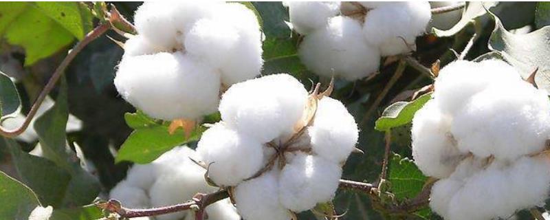 棉花苗期管理技术，附病虫害防治方法