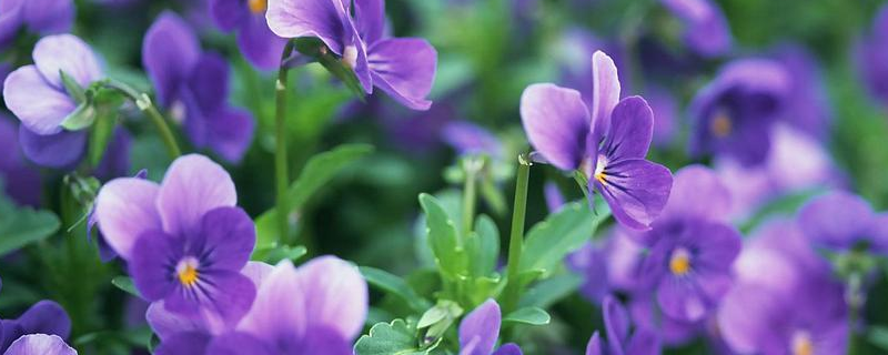 紫罗兰的养殖方法，生长习性是什么