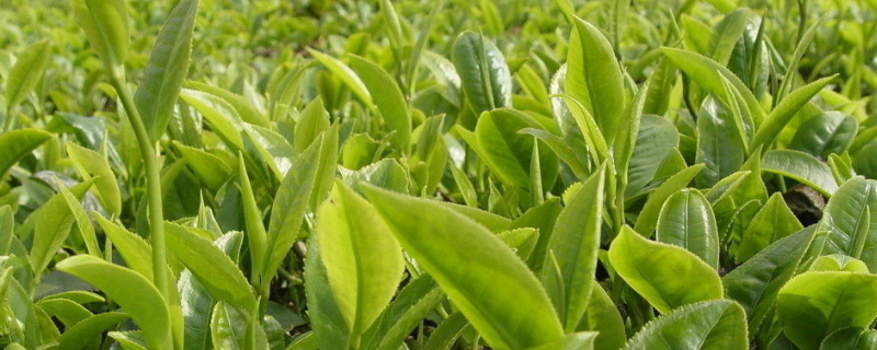 贵州山区茶树栽培技术，有五个方面