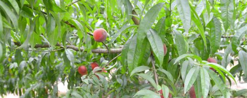 桃树的吸肥特点是怎么样的，想要获得高产该怎么施肥