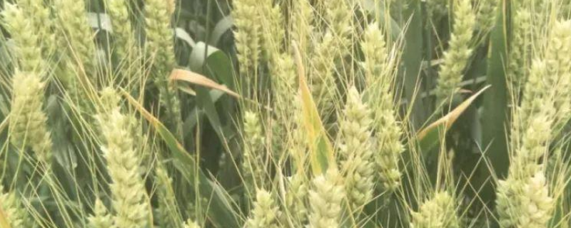旱地冬小麦该怎么施肥，有什么技术吗