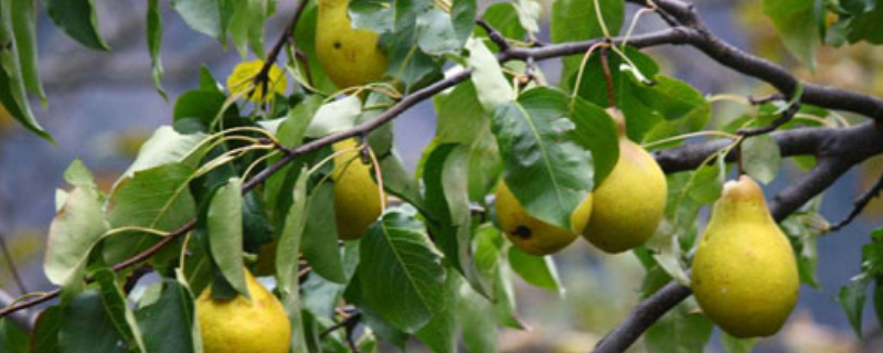 如何种植梨树，梨树能种在自家院子里吗，梨树的种植技巧有哪些