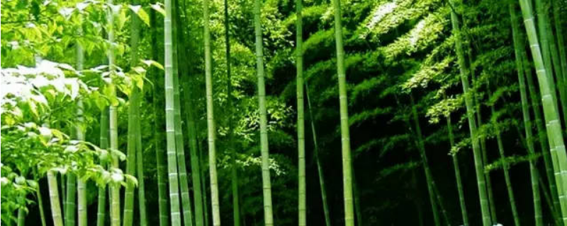常见的竹子品种有哪些，种植竹子的技术有哪些