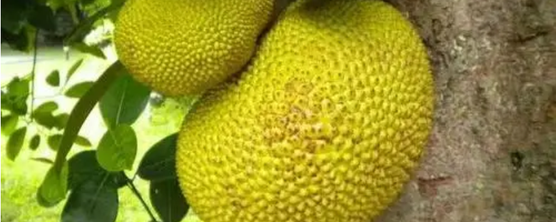 木菠萝籽的种植方法，木菠萝有哪些主要价值