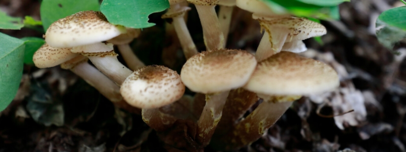 榛蘑的种植技术，需掌握这五个栽培要点