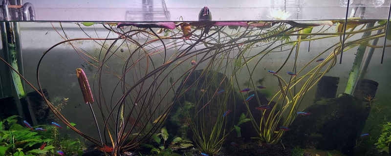 鱼缸怎么种睡莲，睡莲的种植技术