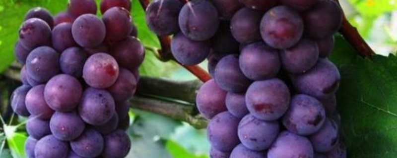 户太八号葡萄的种植技术，应该注意些什么