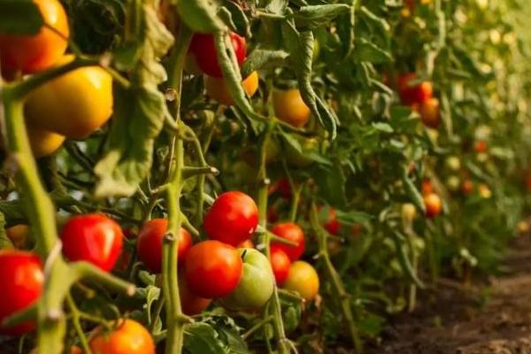 西红柿施肥时间和施肥量
