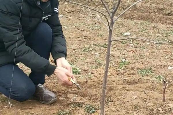 修剪苹果树的时间与方法