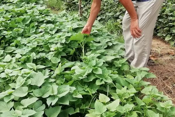 红薯种植方法