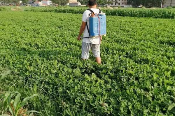 花生打药后超过几小时下雨才不会影响药效