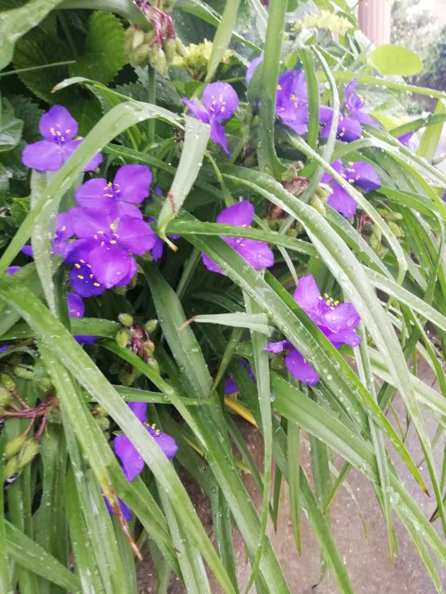 紫露草美图欣赏