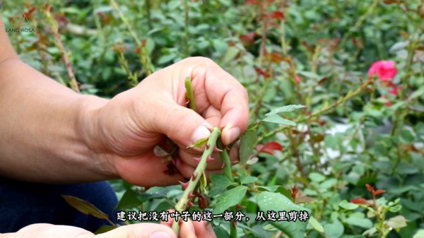 初夏吸花要當(dāng)心，你聞到的可能不是花香，而是薊馬