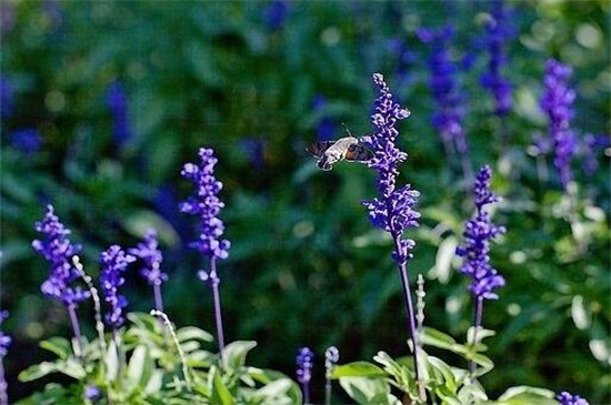 蓝花鼠尾*什么时候开花，在夏季6～8月开花