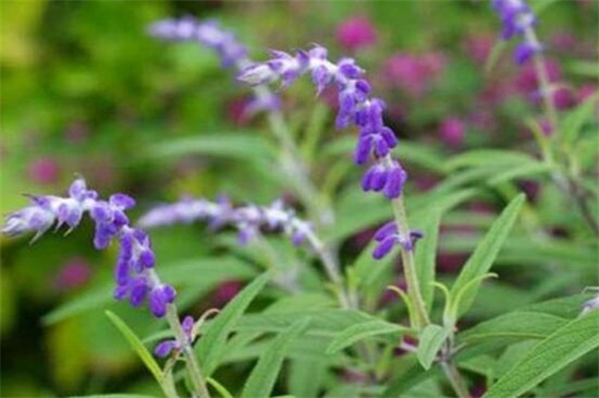 蓝花鼠尾*什么时候开花，在夏季6～8月开花