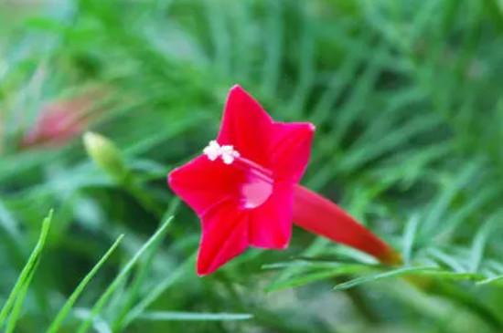 五星花養(yǎng)殖方法