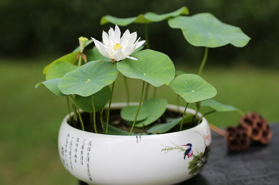 荷花种子怎么育苗