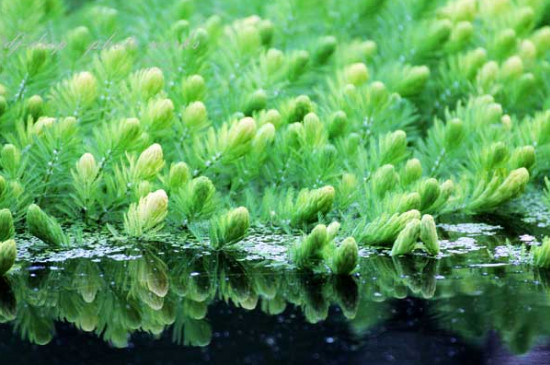 金鱼藻是被子植物吗