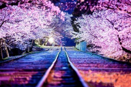 日本樱花季节