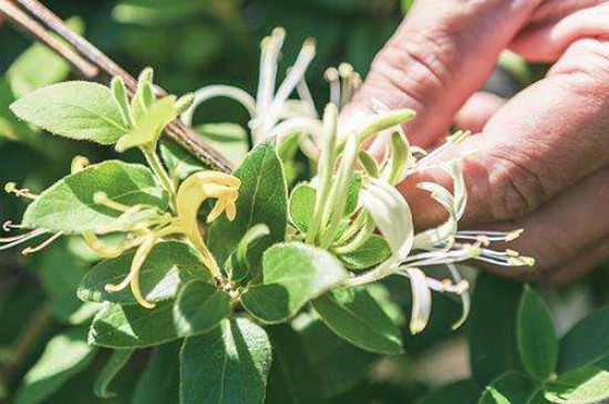 金银花能*枝种植吗