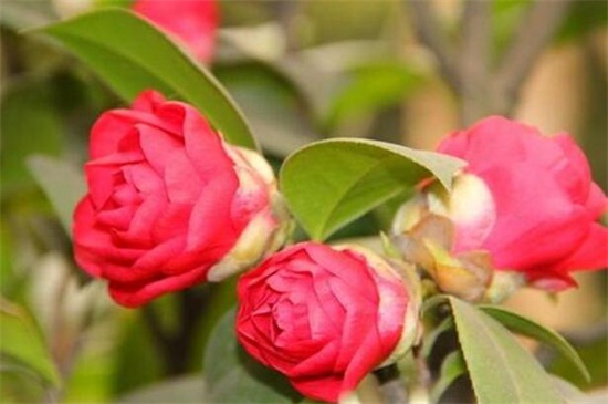 山茶花什么季节开花，大概在冬春季1～4月开花