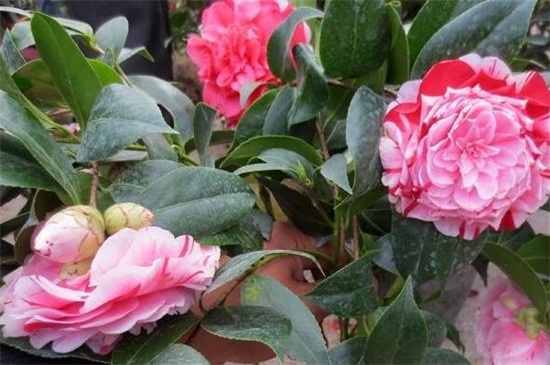 山茶花什么季节开花，大概在冬春季1～4月开花