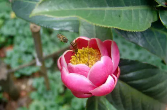 四季杜鹃茶花养殖方法和注意事项
