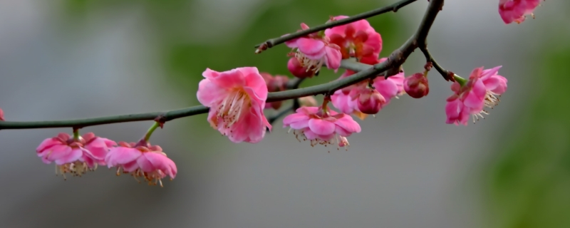 梅花在几月开放