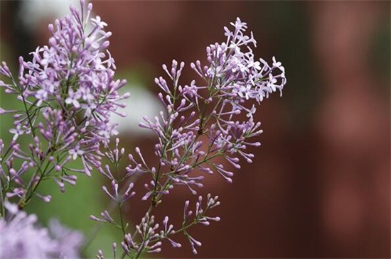 丁香花的花語(yǔ)