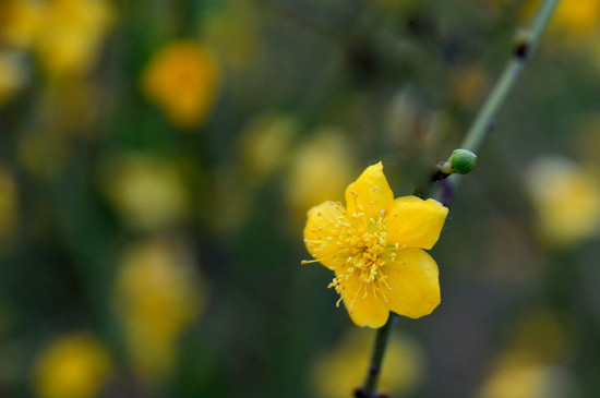 探春花與迎春花的區(qū)別