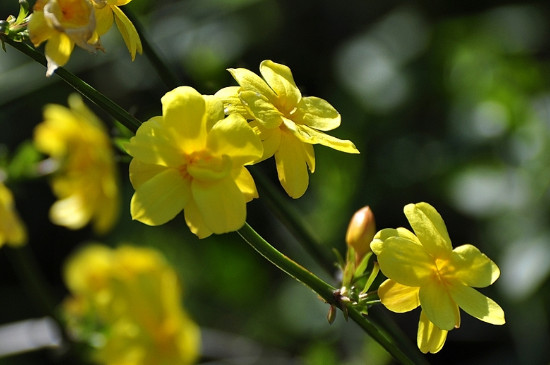 探春花與迎春花的區(qū)別