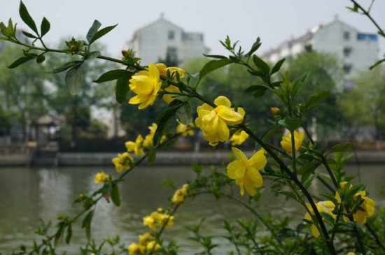 迎春花可以在家里养吗