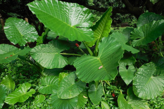 滴水觀音幾年開一次花