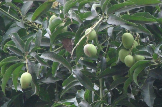 芒果怎么种植方法