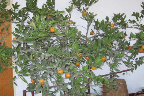 橘子树的养殖方法