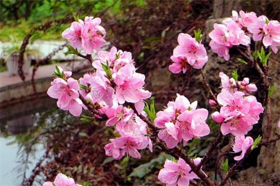 桃花夏季如何修剪，遮阴防晒梳剪枝条