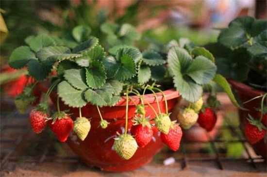 家庭阳台*莓种植方法，催芽处理后入土栽种