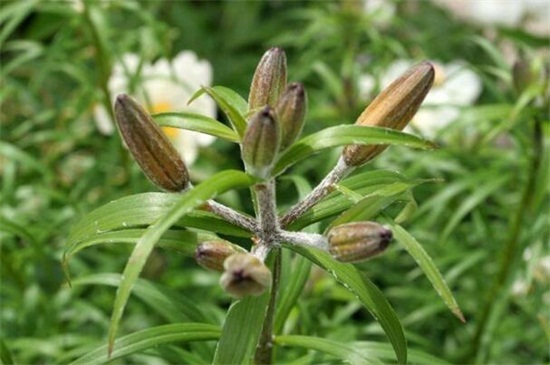 百合花落葉和花蕾枯萎，3個(gè)技巧使百合花恢復(fù)正常