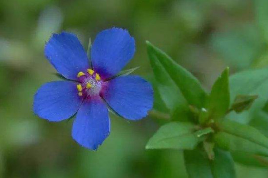 蓝花琉璃繁缕怎么养护