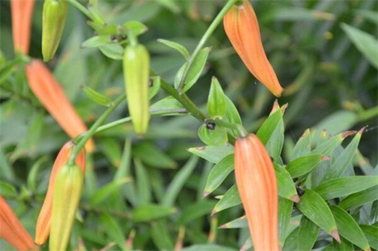 百合花落葉和花蕾枯萎，3個(gè)技巧使百合花恢復(fù)正常