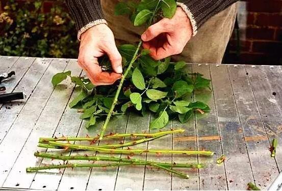 送的玫瑰花怎么保存，扦*种植/*花瓶/制成*花