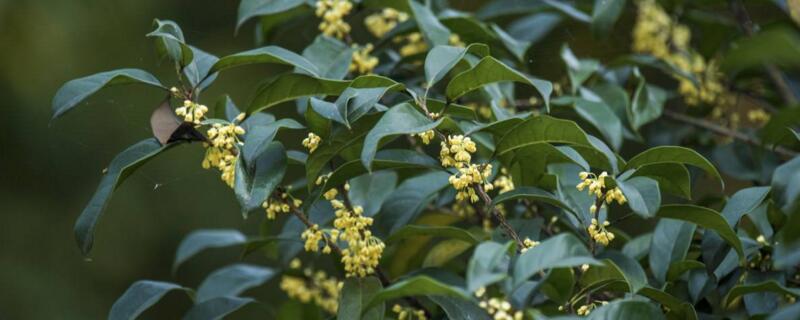 桂花冬天怕冻吗