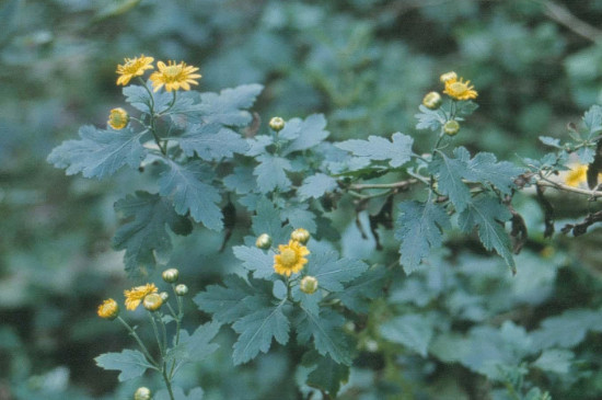 北方菊花地栽能過冬么