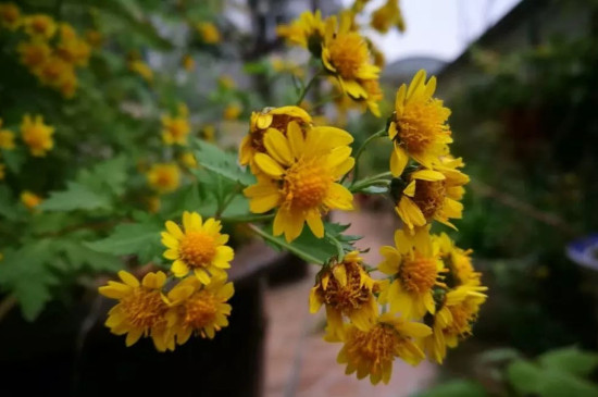 北方菊花地栽能過冬么