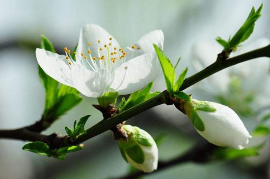 梅花与桃花的区别，梅花是先花后叶/桃花是花叶相间